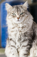 Beauty siberian cat, silver version adult