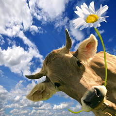 Alle Liebe, Gratulation, Herzlichen Gl&uuml;ckwunsch: Kuh schenkt Blume :)