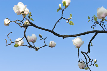 Spring flowers. Blooming magnolia tree branch on  the bright blue sky