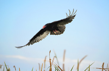 American Turkey Vulture in-flight - Florida. 