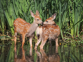 twin fawns nuzzling each other in a pond surrounded by reeds at