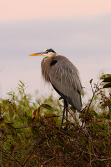Great Blue Heron in Everglades National Park at Sunrise, Homestead, Florida. Great Blue Herons, the largest herons in N. America are methodical birds - flying with slow, graceful wing-beats. 