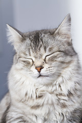 Beauty siberian cat, silver version adult
