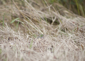 Eastern Pondhawk Dragonfly