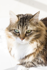 Beauty siberian cat, brown white version adult