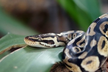 Königspython (Python regius)