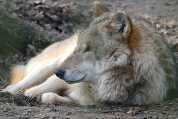 Obraz premium Grauwolf