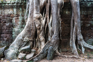 Temple ruins of Ta Prohm