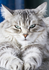 Naklejka na ściany i meble Beauty siberian cat, silver version adult