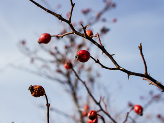 Rosa canina