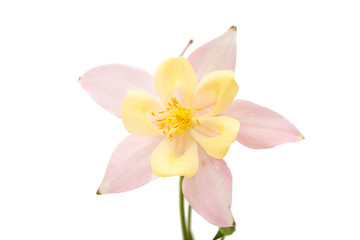 aquilegia flower isolated