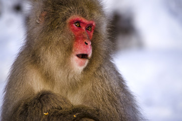 Close Up of a Monkey