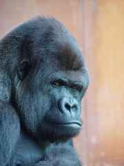 Looking in the eyes of a gorilla © Marcel van den Brink