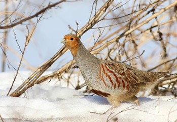 Gray partridge on snow, Perdix perdix