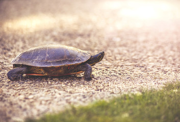 a turtle on a pebble stone path in a park during sunset walking