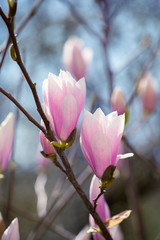 Spring floral background with pink magnolia flowers. 