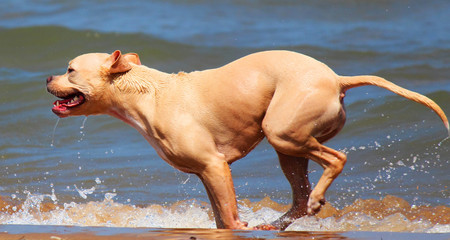 "sheer surging of life expressing itself in motion..." ~Jack London