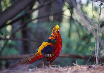 (SHALLOW DOF) a dometic golden pheasant in a local wildlife park