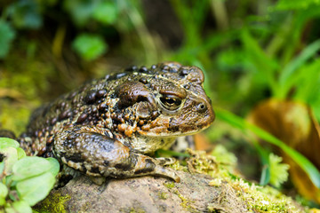 Toad in the Oregon Coastal Forest