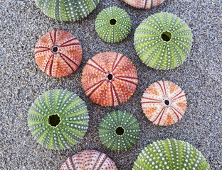 colorful sea urchins on wet sand beach, natural background