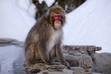 Macaque Monkey at Hot Spring
