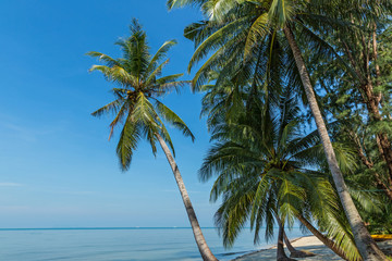 Fototapeta na wymiar Empty beach and palm trees