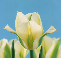 Yellow and green tulip on blue background
