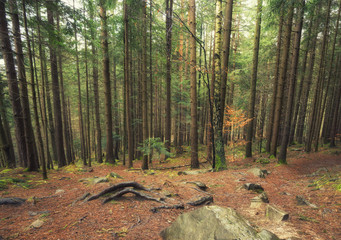 Forest as a background. Beautiful natural landscape in the spring time