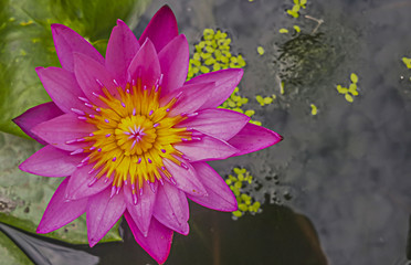 Pink Lotus-Pink Water Lily full bloom on water surface in the po