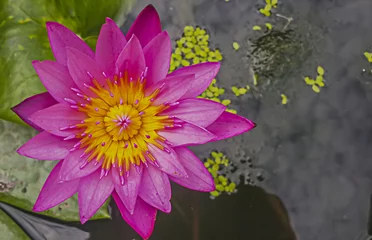 Fotobehang Waterlelie Pink Lotus-Pink Water Lily full bloom on water surface in the po