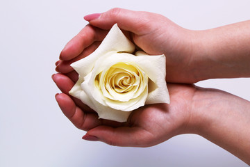 Girl tenderly holding a white rose bud.