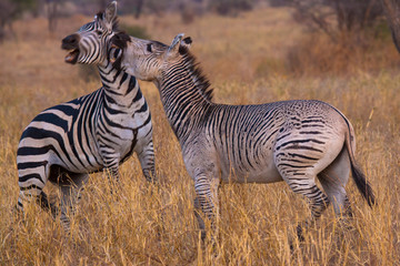 Zabra fighting in Serengeti National Park. If you visit Tanzania, don't miss to undertake a wonderful Safari - a lifetime experience you'll never forget. 