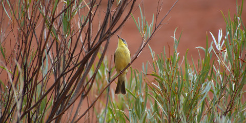 Honeyeater
