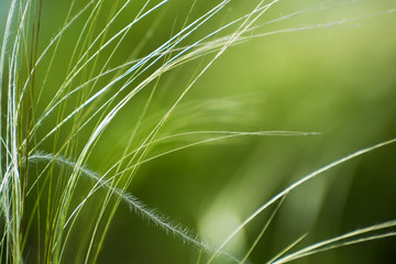 Stipa or Feather Grass, Windy and Blurry Background