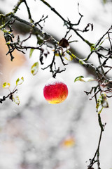 Red apple in a tree during snowfall