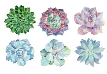 Set of floral elements in a watercolor style. Succulents painted in watercolor. Elements for design of invitations, movie posters, fabrics and other objects.
