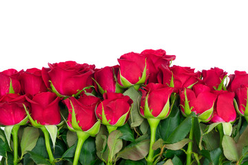 Bouquet of dark red fresh rose buds border isolated on white background