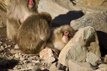 Resting Macaque Monkey