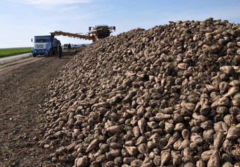 Loading raised sugar beets in piles in the field of freight transport for their transportation to...