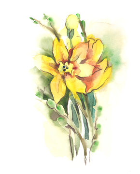 Watercolor Daffodil