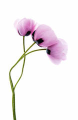 Fototapeta premium poppy flowers