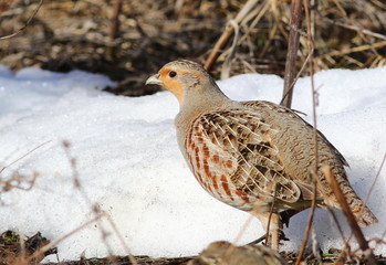 Gray partridge, Perdix perdix