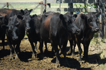 Trabajos en los corrales con Hacienda Aberdeen Angus, Pcia de Buenos Aires, Argentina