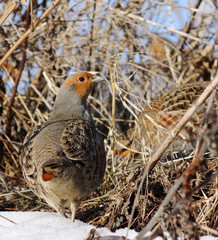 Gray partridge, Perdix perdix