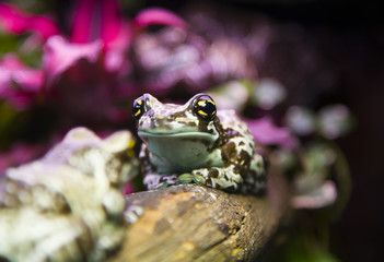 golden-eyed tree frog siting on the branch. Trachycephalus resinifictrix