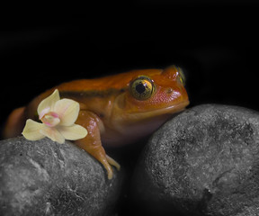 tomato frog making spa. frog on the grey stones