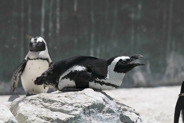 Fototapeta premium Jackass African Penguin, marine life ocean birds sea beak