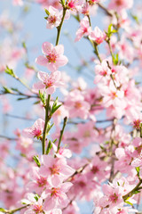 Naklejka premium Piękno różowy miękki kwiat na gałęzi wiśni wiosną
