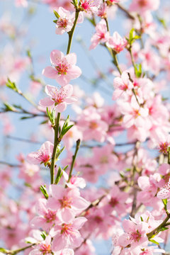 Fototapeta Beauty of pink soft flower on spring cherry tree branch