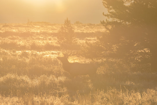 Rutting Bull elk at Sunrise